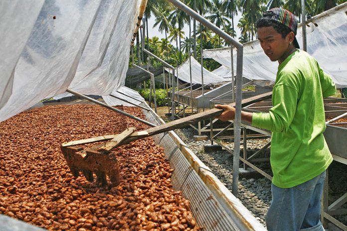 03cacao3-696x464-1 Organic fair trade cocoa  