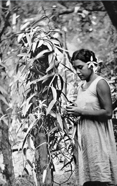 Fleur de vanille de Tahiti : la culture expliquée en détail