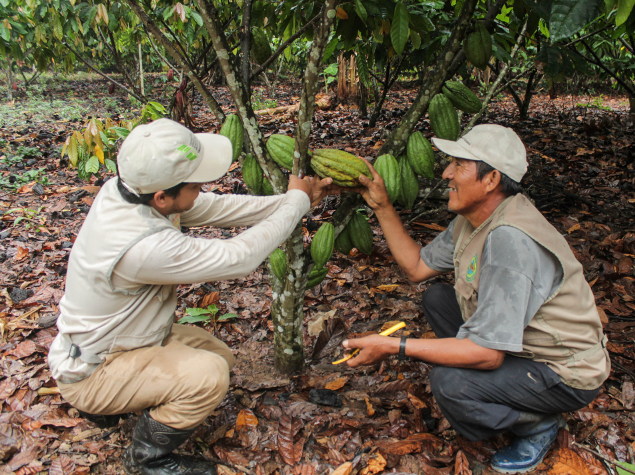 IMG_5667 Organic fair trade cocoa 