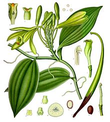 Vanilla_planifolia_-_Kohler%E2%80%93s_Medizinal-Pflanzen-278 Bourbon vanilla from Madagascar  