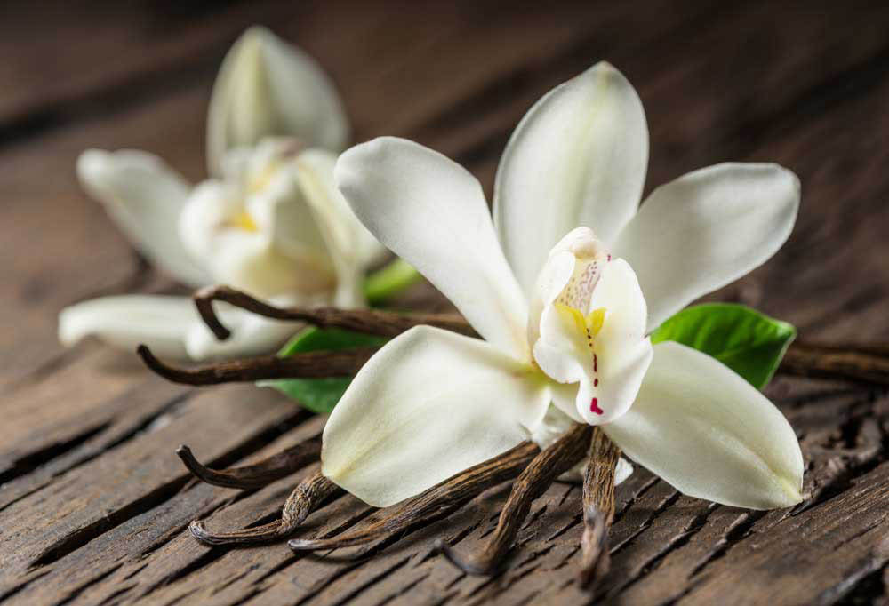 fleur-vanille Comment choisir ses gousses de vanille ? 