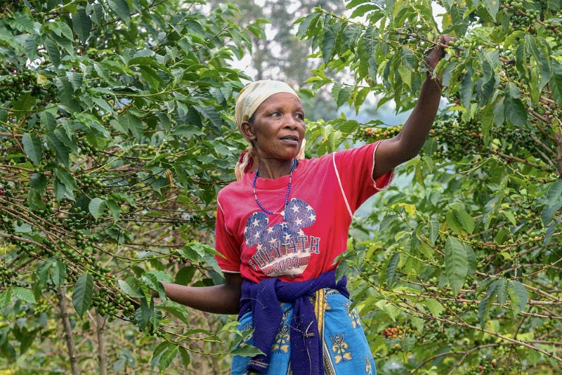 maria_bedabazingwa_coffee_farmer The Ethiopian Moka coffee 