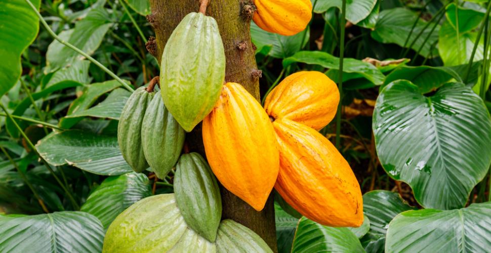 shutterstock_1049622845 Le cacao Bio Equitable  