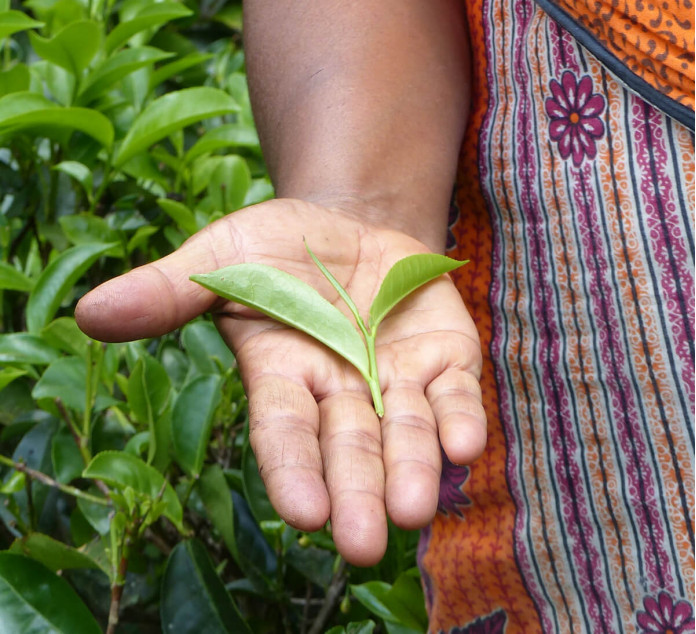 the-noir-cacao-tchai-srilanka-equitable-bio-2 Le cacao bio équitable  